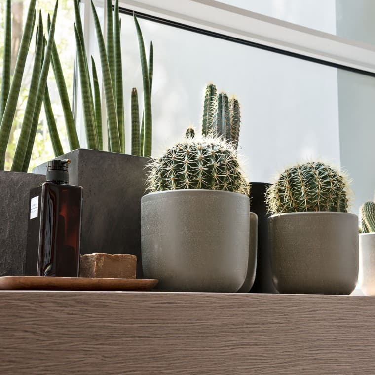 Različne rastline na okenski polici Različne rastline na okenski polici